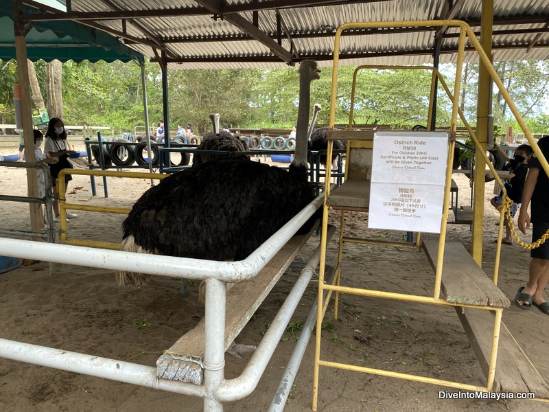 Desaru Ostrich Farm ostrich rides