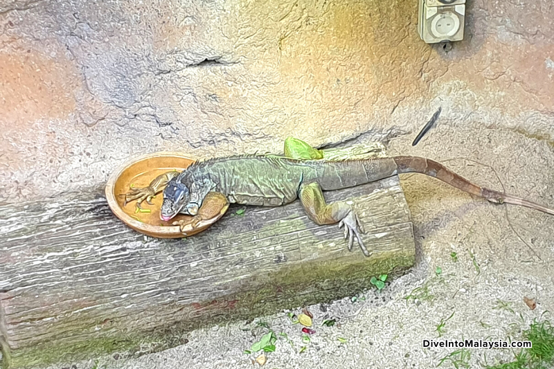 Entopia Penang lizard