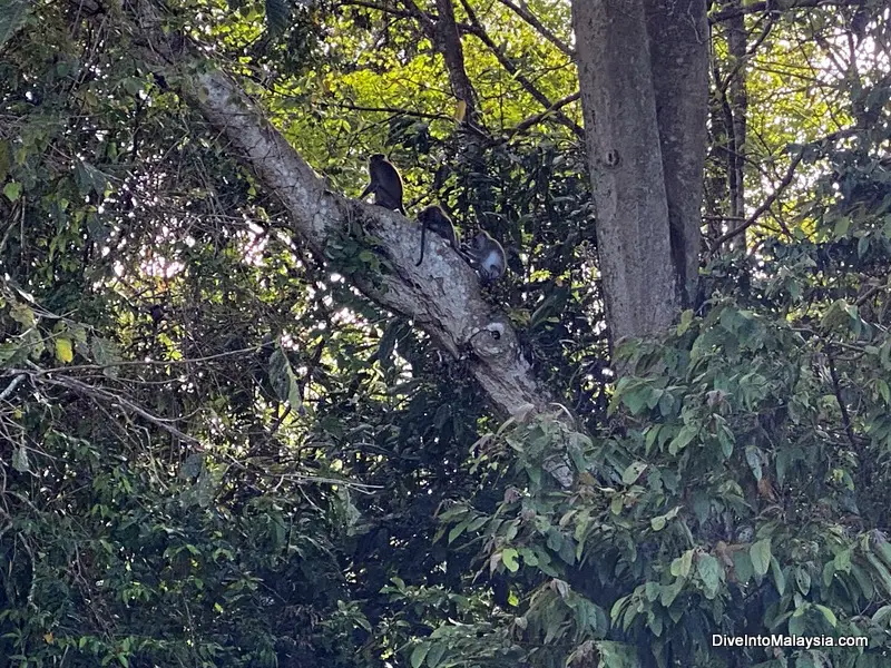 Kinabatangan River cruise