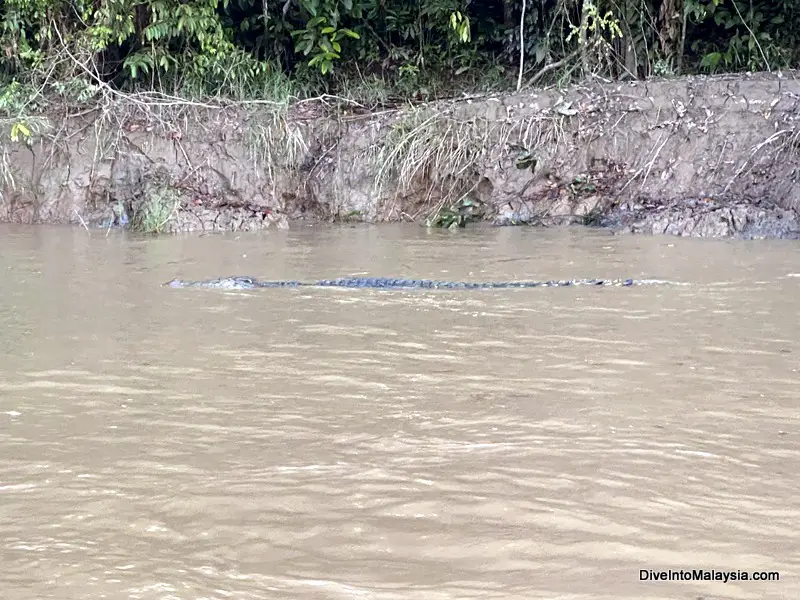 Crocodile at Kinabatangan River