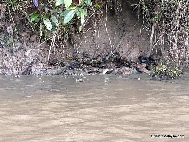 Kinabatangan River cruise crocodile