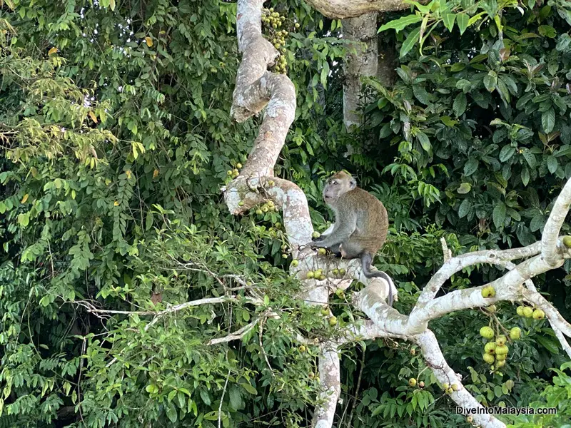 Kinabatangan River cruise