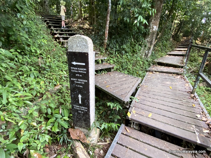 Taman Negara Canopy Walk Turn left here for the Canopy Walk start