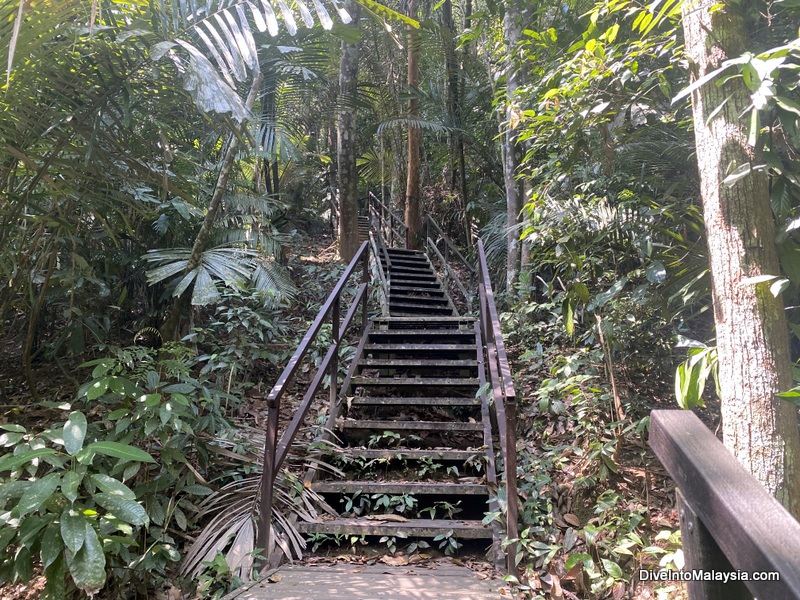 Taman Negara Walking up the hill to the start of the Canopy Walk