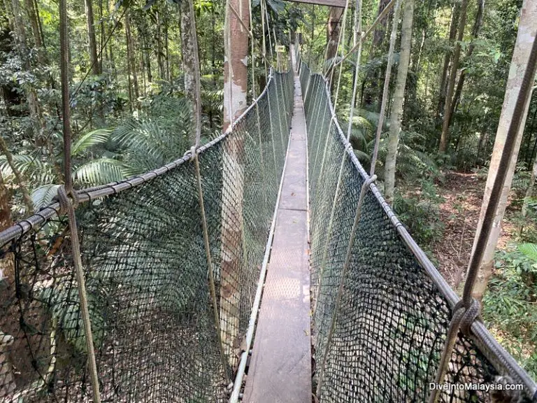 Top 7 Best Taman Negara Tour And Package Options! Malaysia Uncovered