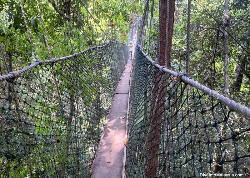 Taman Negara Canopy Walk