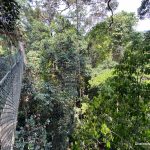 Taman Negara Canopy Walk