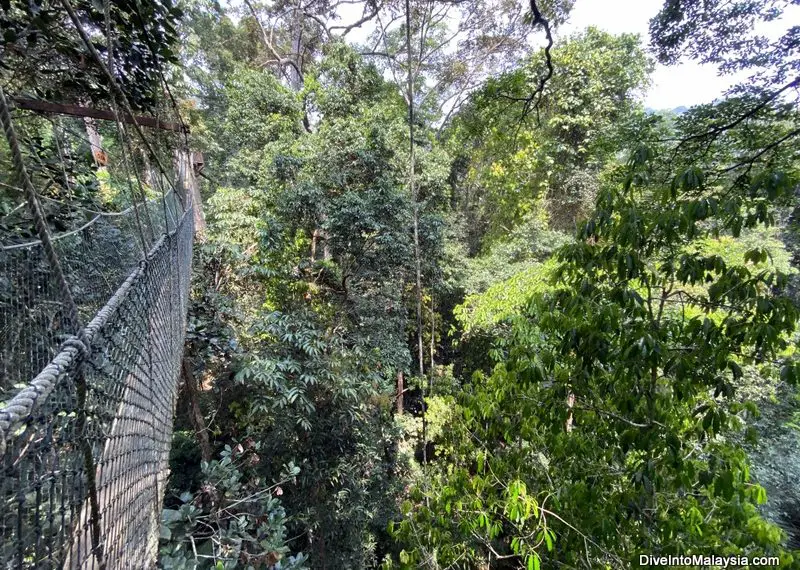 Taman Negara Canopy Walk