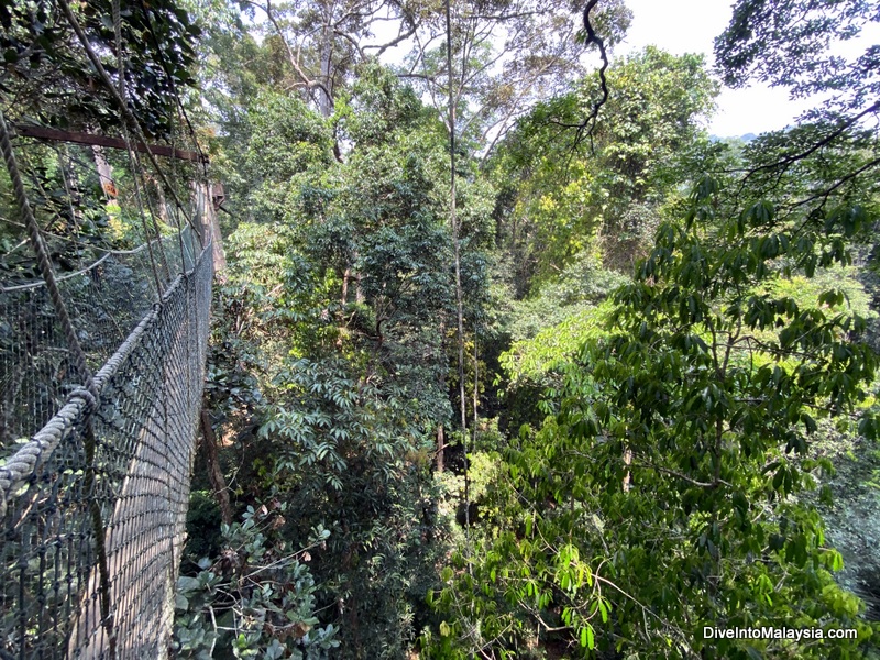 Taman Negara Canopy Walk