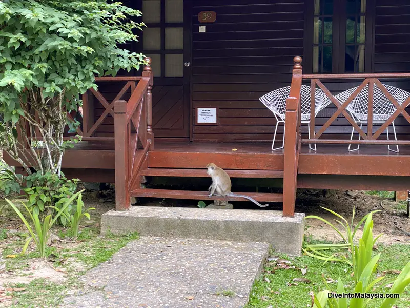 Mutiara Taman Negara Resort Kuala Tahan monkey