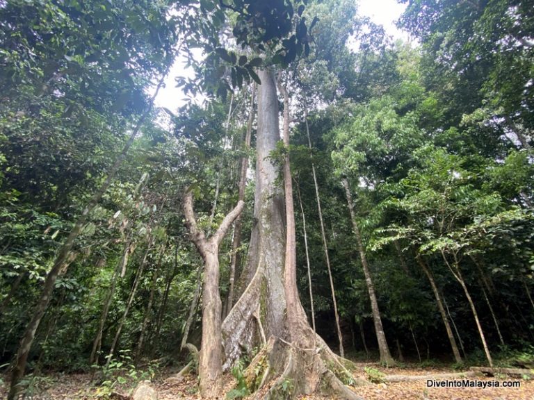Tul Ang Tree 17 Top Things To Do In Taman Negara, Pahang - Malaysia Uncovered