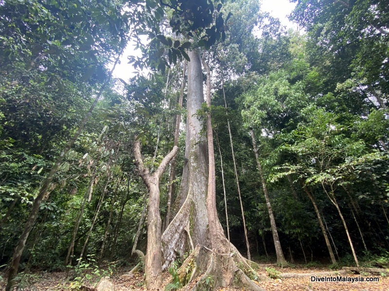 Tualang Tree Taman Negara