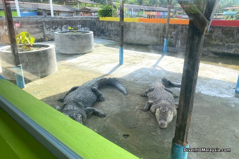 Teluk Sengat Crocodile Farm Crocodiles up close