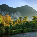 Forest in Gunung Mulu National Park