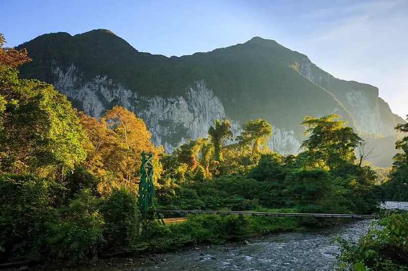 Forest in Gunung Mulu National Park