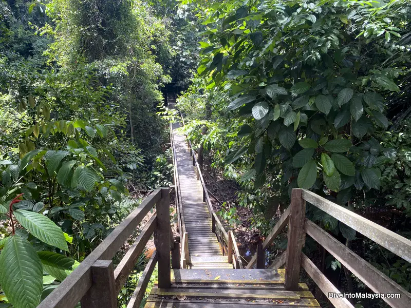 Lambir Hills National Park trail from Park Headquarters