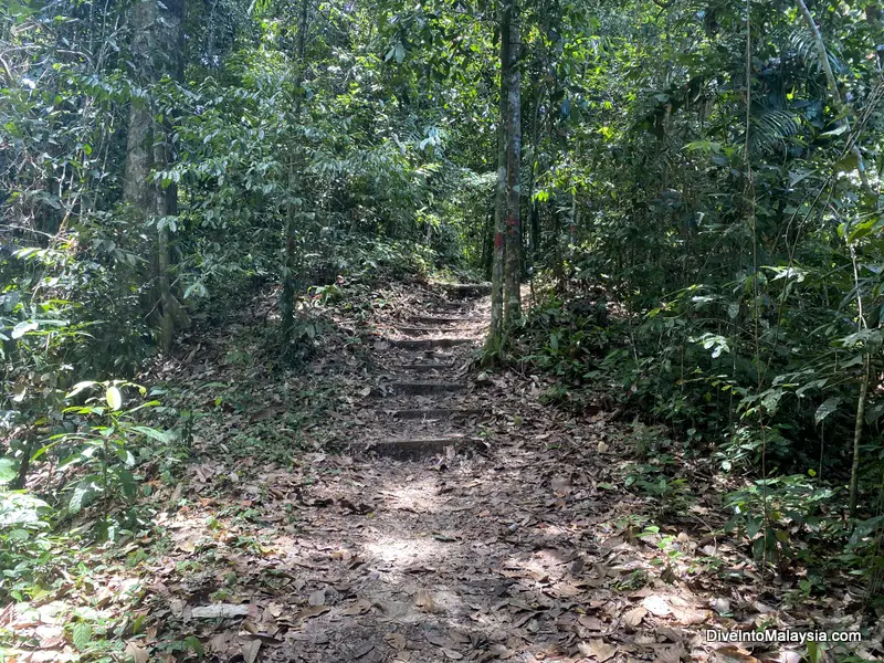 Lambir Hills National Park Miri trails