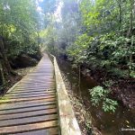 Typical part of the trail in Niah Caves National Park