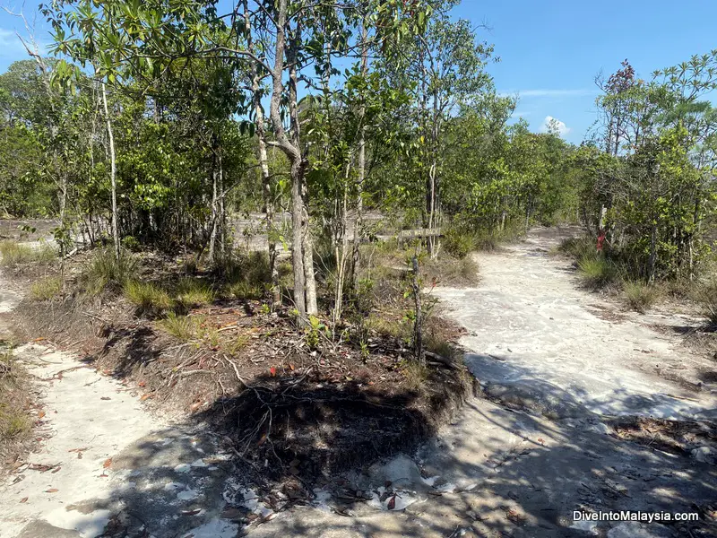 Bako National Park Telok Pandan Kecil trail