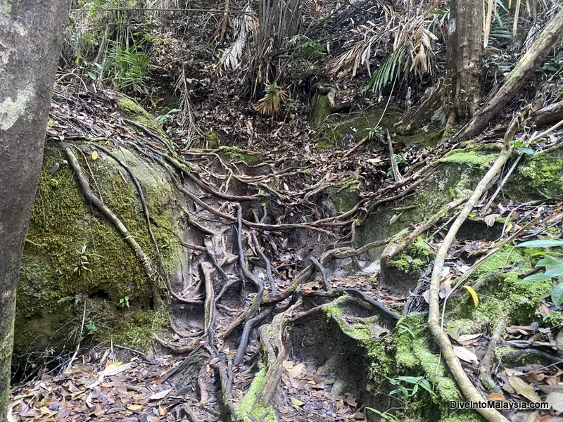 Bako National Park Telok Paku Trail