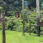 Watching young orangutans learn new skills at the Sepilok Orangutan Rehabilitation Centre