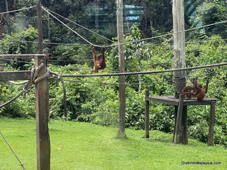 Watching young orangutans learn new skills at the Sepilok Orangutan Rehabilitation Centre