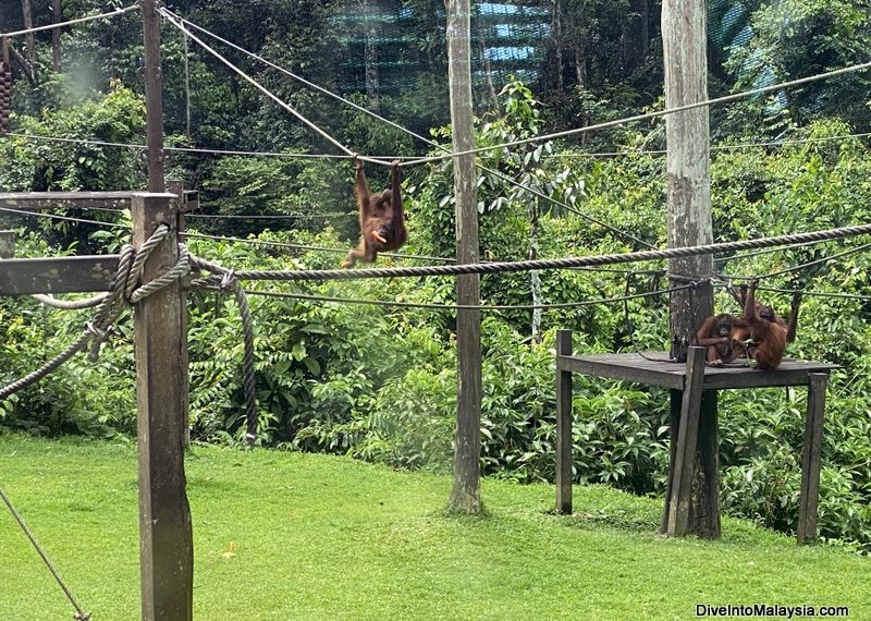 Watching young orangutans learn new skills at the Sepilok Orangutan Rehabilitation Centre