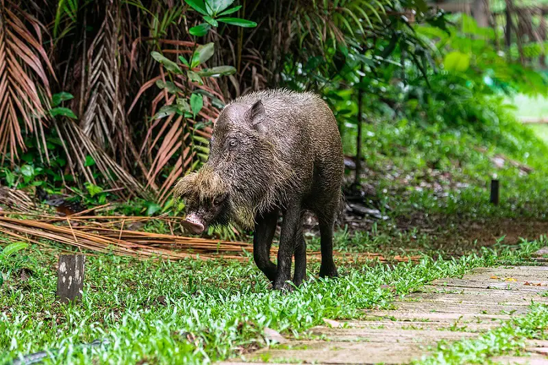 Bako National Park Bearded pigs 