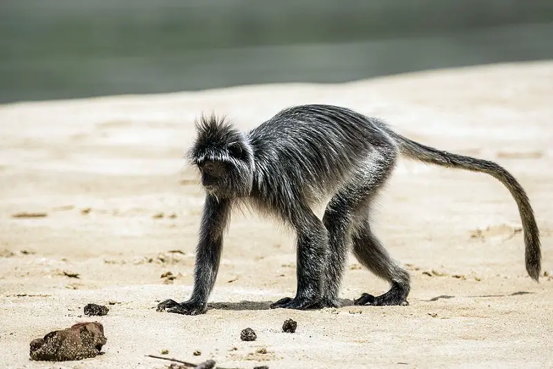 Bako National Park Silvered Leaf Monkey 