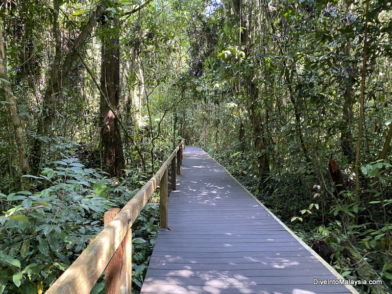 Typical section of path to Deer and Lang Caves mulu