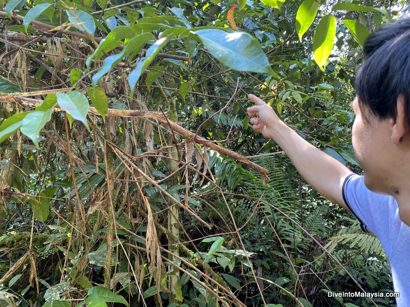 Our Deer and Lang Cave tour guide pointing our an insect along the way 