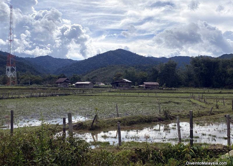 Rice paddies round Bario