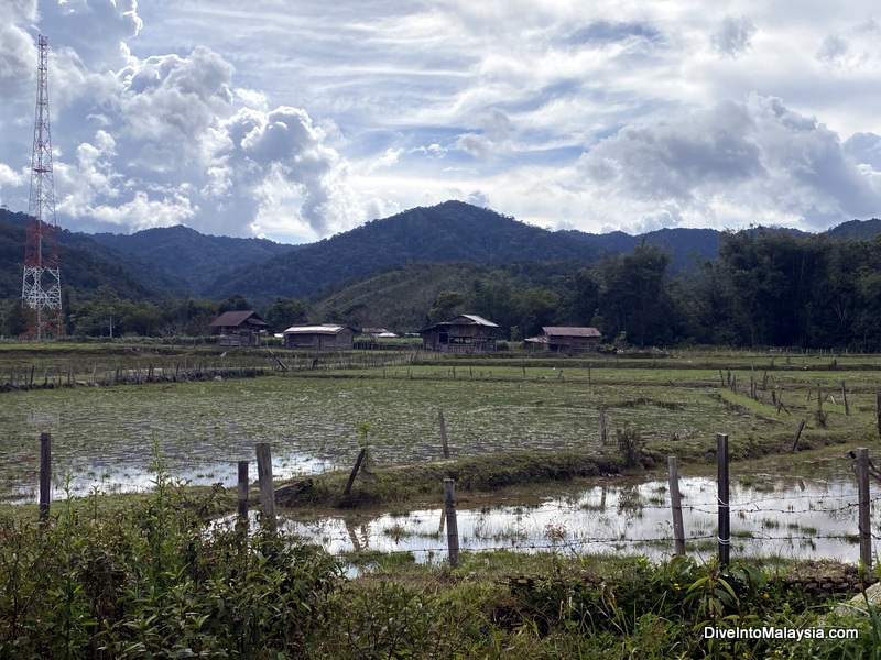 Rice paddies round Bario