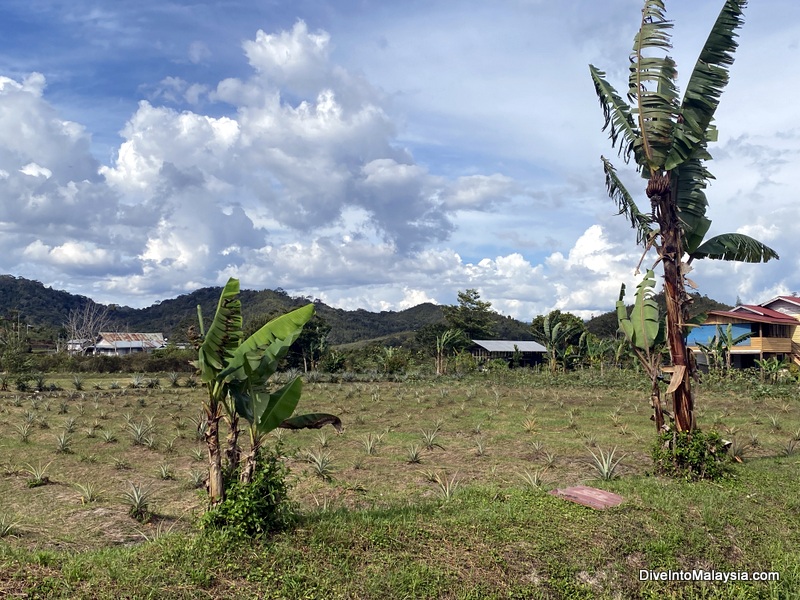 Pineapple farm Bario