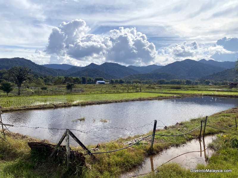 Rice paddies round Bario