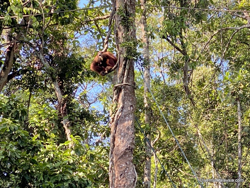 Semenggoh Wildlife Centre Ganya