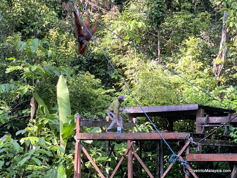 Semenggoh Wildlife Centre feeding platforms