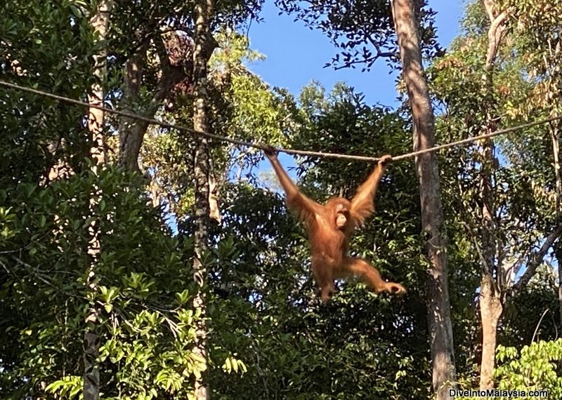 Semenggoh Wildlife Centre ruby