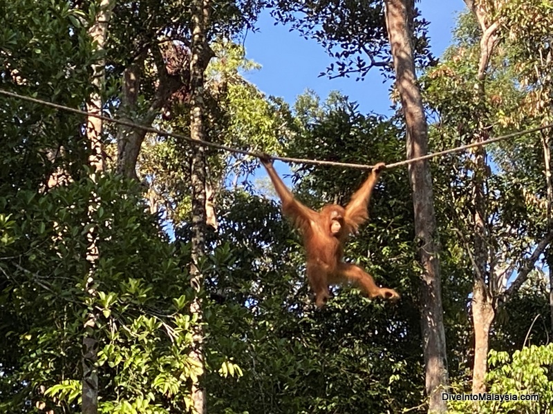 Semenggoh Wildlife Centre ruby