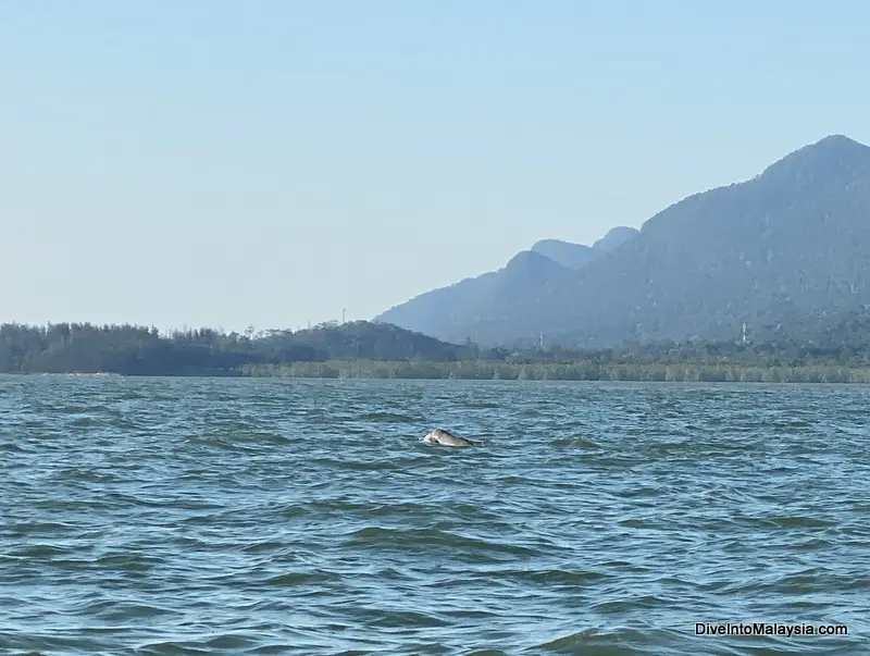 Santubong Wildlife Cruise Irrawaddy dolphin