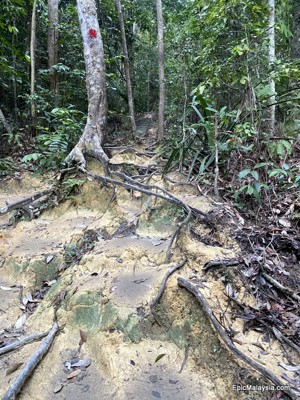 Hiking at Penang National Park