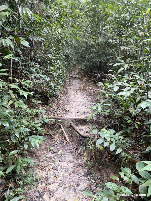 Hiking at Penang National Park