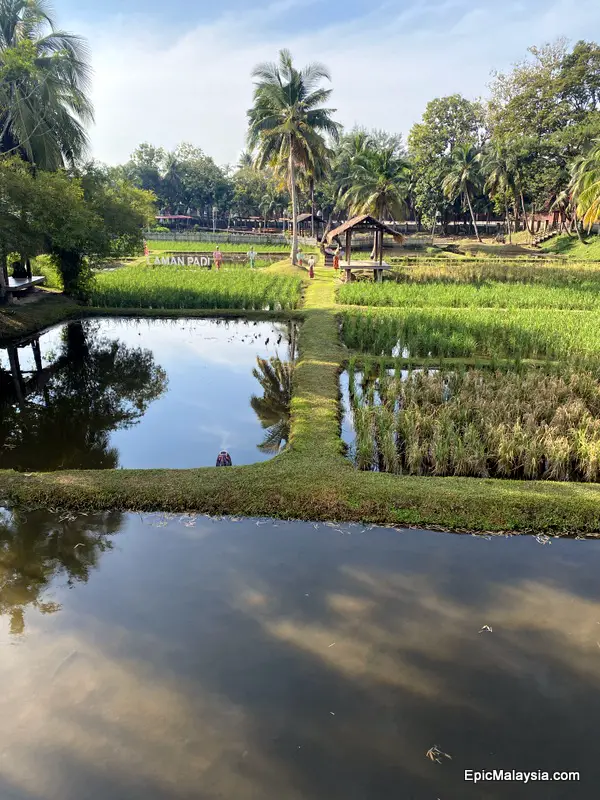 Laman Padi Langkawi